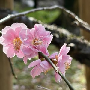 しだれ梅,梅,梅 (白梅),季節の花,花のある暮らしの画像