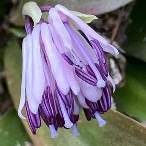 ショウジョウバカマ,今日の一枚,花のある暮らし,GSのみなさんに感謝♡,今日のお花の画像