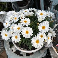 アネモネ,マーガレット,クレマチス  カートマニージョー,マーガレットホワイトモカ,お花の画像