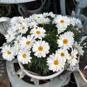 アネモネ,マーガレット,クレマチス  カートマニージョー,マーガレットホワイトモカ,お花の画像