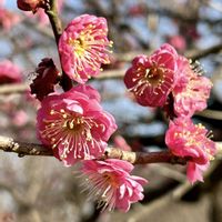 月影,コウメ,唐梅,梅（月影）,ウメ 塒出錦の画像