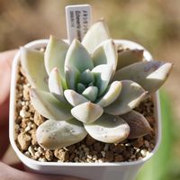 エケベリア メキシカンジャイアント,ブルーム,多肉植物,多肉狩り,白粉の画像