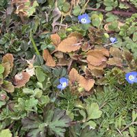 オオイヌノフグリ,道端の草花,山野草,青い花,スマホ撮影の画像