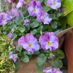 パンジー・ビオラ,ロカハーツ ラブパッション,かわいい,玄関アプローチの画像