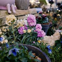 地植え,庭の画像