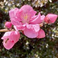 ハナモモ,花桃,鉢植え,開花の画像