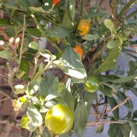 寄せ植え,鉢植え,ガーデニング,散策,植え込みの画像