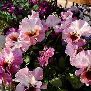 花のある暮らし,育てる喜び,いつもありがとう(*^。^*)✌️,春だ~スイッチONの画像