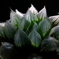 ハオルチア,多肉植物,ハオルチア属,透明な窓,ミネラルプランツの画像