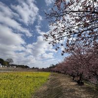 菜の花,河津桜,ハナアブ,早春,浜松の画像