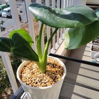 モンステラ,育成ライト,観葉植物,ダイソー産,根腐れの画像