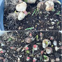 スイセン,チューリップ,ムスカリ,シラー・ペルビアナ,2025年“ 秋 “ ｱﾛの秋植え球根♡の画像