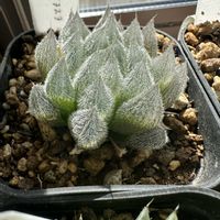 ベヌスタ,ハオルチア属,軟葉系ハオルチア,植中毒,オブツーサ。の画像