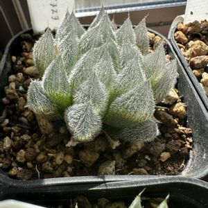 ベヌスタ,ハオルチア属,軟葉系ハオルチア,植中毒,オブツーサ。の画像