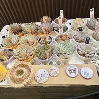 エケベリア,mai,グリーンのある暮らし,植物のある暮らし,多肉植物のある暮らしの画像
