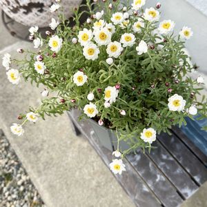 花かんざし,好きな花,玄関アプローチの画像