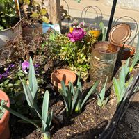 スイセンの画像