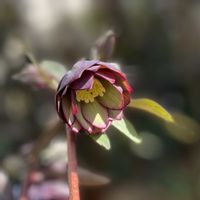 クリスマスローズ,ナチュラルガーデン,ジャンクガーデン,シェードガーデン,ナチュラルスタイルの画像