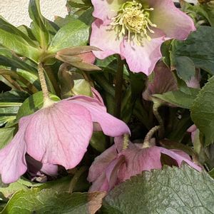 カネノナルキ,クリスマスローズ,ゼラニウム,ゼラニウム,GSの皆様に感謝♡の画像