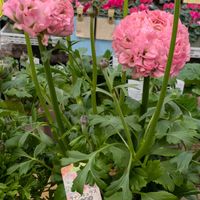 デージー,デージー,デージー,デージー,ネメシアの画像