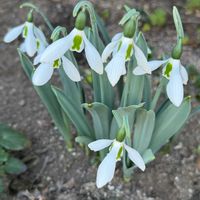 イチゴ,スノードロップ,カランコエ ウェンディ,カレンジュラ コーヒークリーム,お散歩中の画像