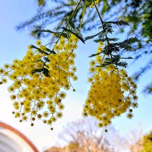 サザンカ,ミモザ,ギンヨウアカシア,銀葉アカシア,公園の画像