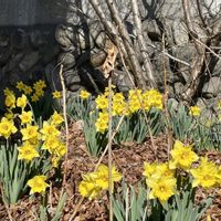 スイセン,ヤドリギ,お月様,キュンキュン乙女倶楽部,お写ん歩の画像