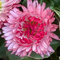 デージー,ネモフィラ,フキノトウ,ワスレナグサ,ハコベの画像