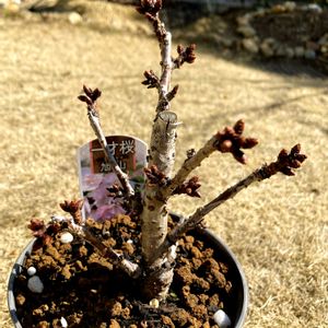 旭山桜,一寸桜,鉢植え,春の訪れ,庭の画像