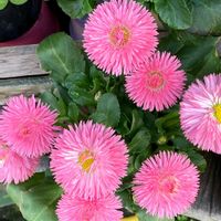 デージー,デージー,ブルーデージー,リビングストンデージー,ひなぎく(デイジー)の画像