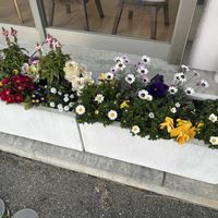 パンジー,葉牡丹,寄せ植え,トリミングサロンの画像