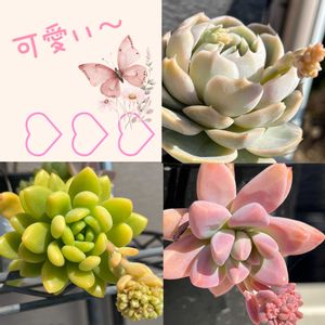 多肉植物,癒し,今日の一枚,ありがとう♡,コラージュ仲間達の画像