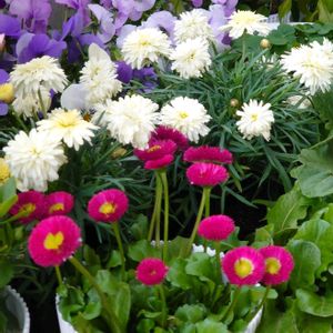 デージー,デージー,マーガレット,マーガレット,あっ火曜日の画像