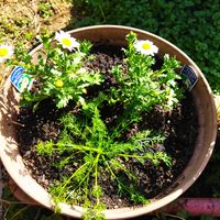 ジャーマンカモミール,ノースポール （スノーランド）の画像