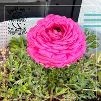 ラナンキュラス,鮮やか ,花のある暮らし,ピンク大好きの画像