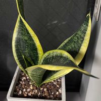 サンスベリアの画像