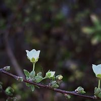 ユキヤナギの画像