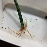 サンスベリアの画像