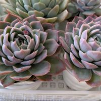 白水晶,エケベリア　白水晶,多肉植物,葉挿し,リメ缶の画像