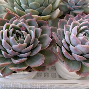 白水晶,エケベリア　白水晶,多肉植物,葉挿し,リメ缶の画像