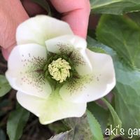 クリスマスローズ,クリスマスローズ,花のある暮らし,植中毒,小さい庭の画像