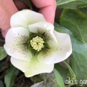 クリスマスローズ,クリスマスローズ,花のある暮らし,植中毒,小さい庭の画像