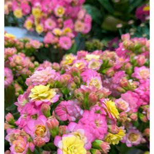 鉢植え,お出かけ先にて,今日のお花❣️,世界の平和を願うの画像