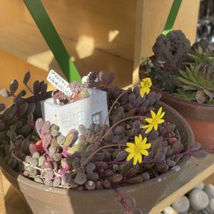 ルビーネックレス,多肉植物の花芽,多肉植物,開花,多肉のある暮らしの画像