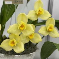 コチョウラン,黄色の花,可憐な花,月曜はビタミンカラー,復興を祈るの画像