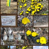 福寿草,福寿草の群生地,花のある暮らし,ドライブ,植物のある暮らしの画像