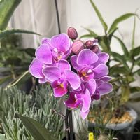 コチョウランの画像