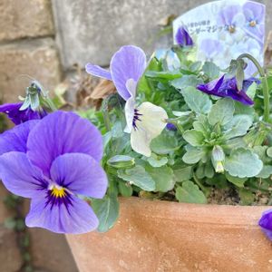 ミモザのリース,ビオラ変わり咲き,花のある暮らし,春の足音,GSに感謝。の画像