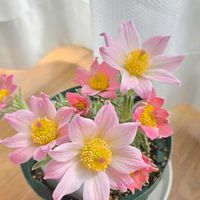 西洋オキナグサ,林園芸さんの西洋オキナグサ,キンポウゲ科,花のある暮らし,林園芸の画像