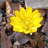 フクジュソウ,小石川植物園の画像